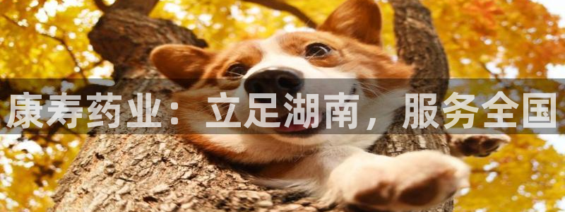 老哥吧九游会下架吗：康寿药业：立足湖南，服务全国